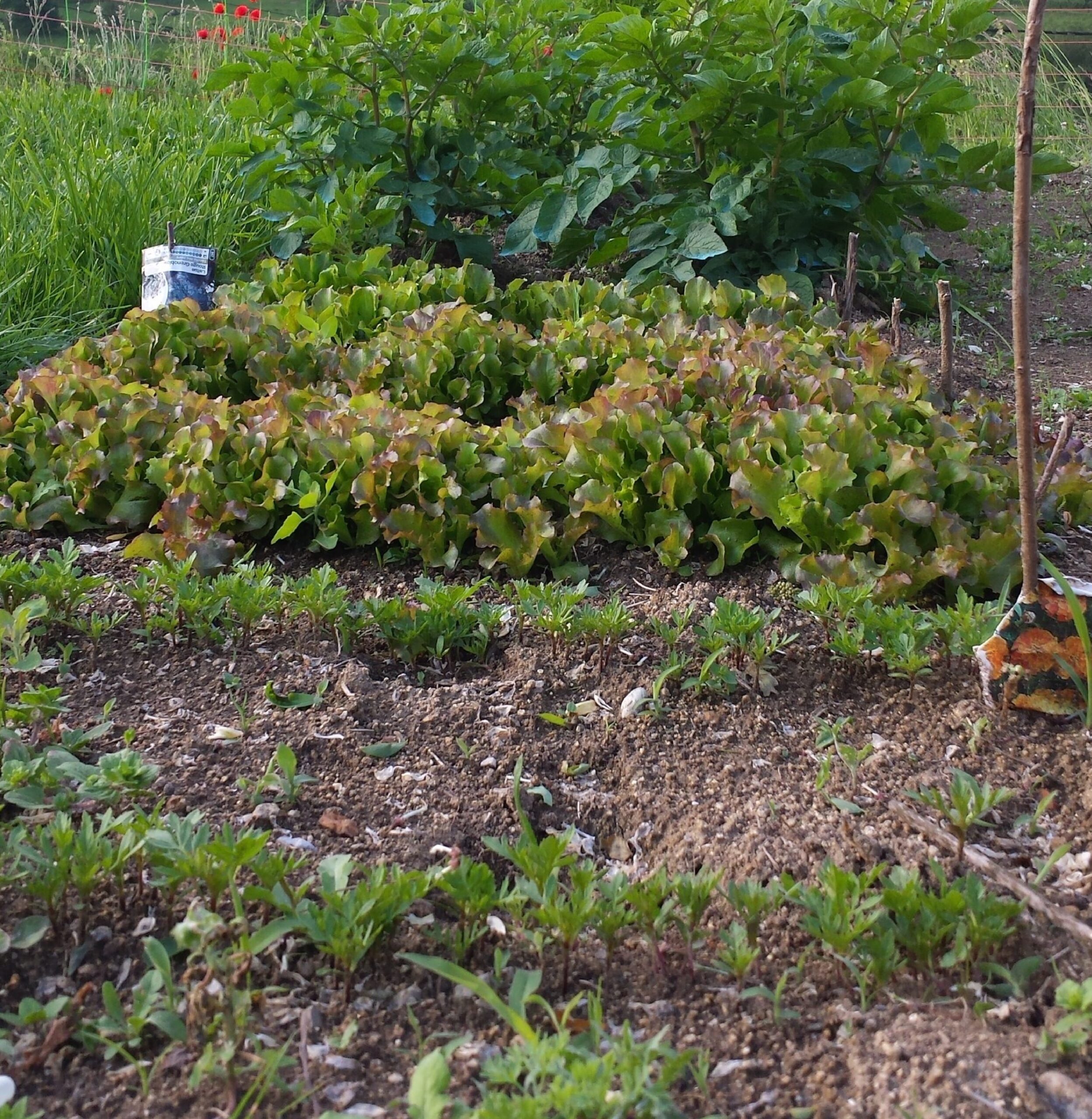 Ecole - Projet potager